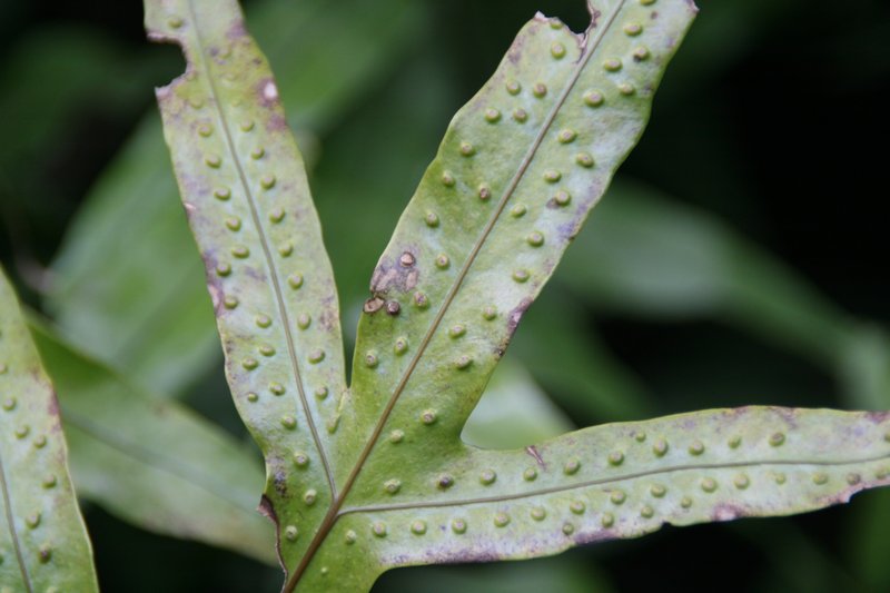 Scaly Swordfern photo 6