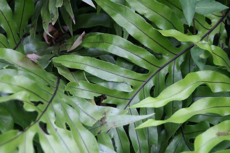 Scaly Swordfern photo 7