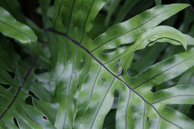 Scaly Swordfern photo 8
