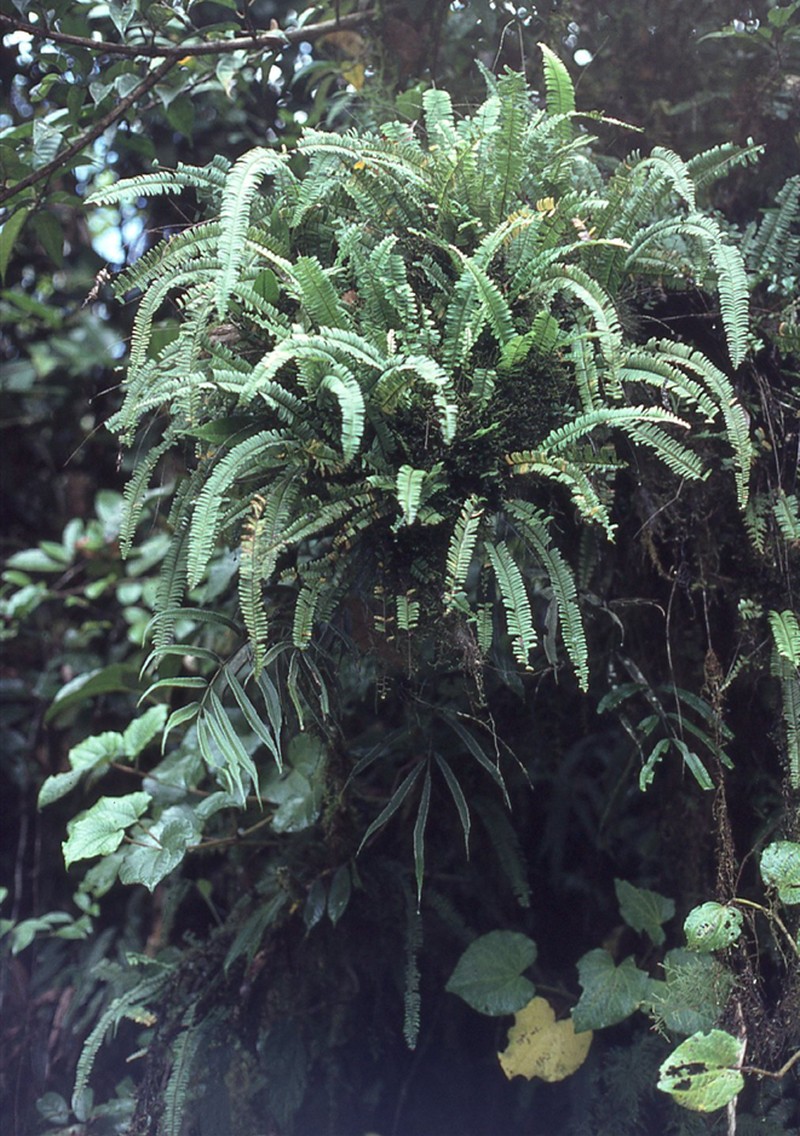 Nephrolepis lauterbachii
