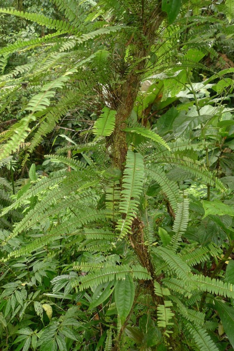 Nephrolepis lauterbachii photo 2