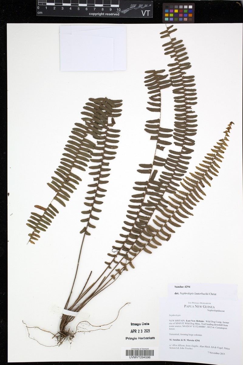 Nephrolepis lauterbachii photo 3