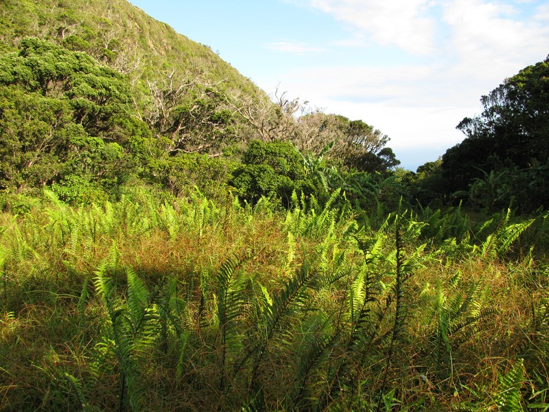Asian Swordfern photo 2