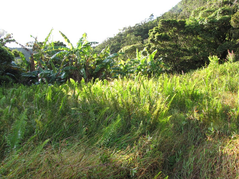 Asian Swordfern photo 3