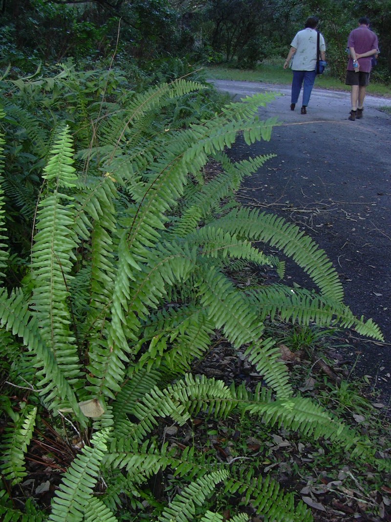 Asian Swordfern photo 4