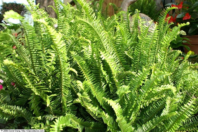 Australian Swordfern photo 2
