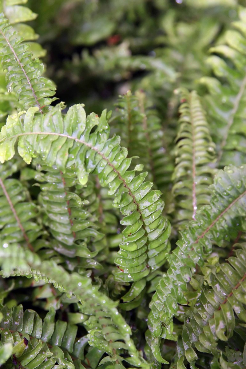 Australian Swordfern photo 3