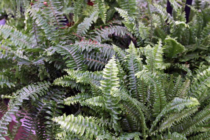 Australian Swordfern photo 4