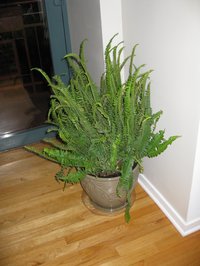 Australian Swordfern