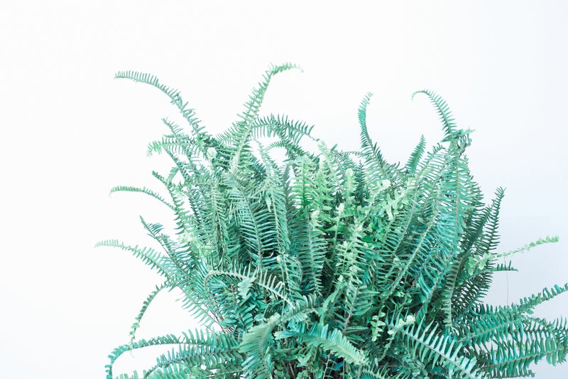 Australian Swordfern photo 5