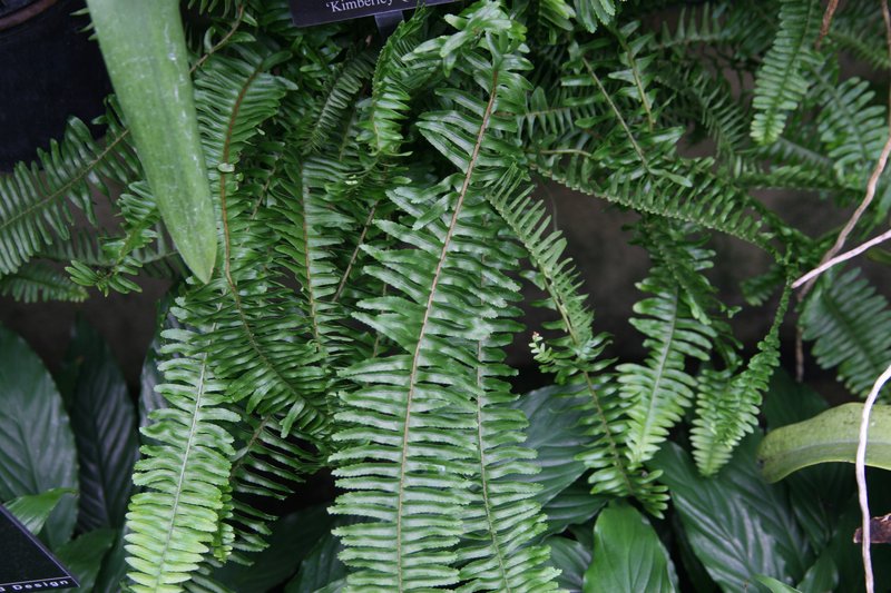 Australian Swordfern photo 6