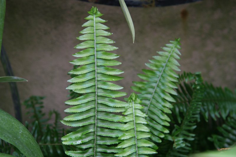 Australian Swordfern photo 7