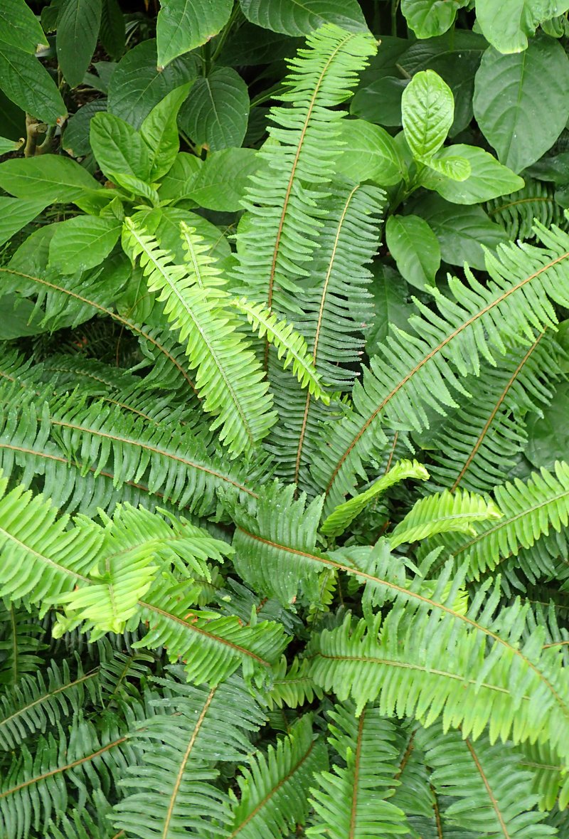 Australian Swordfern photo 8
