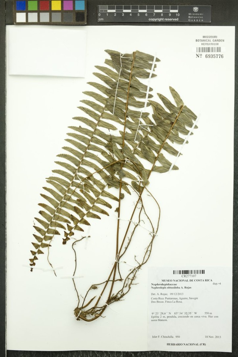 Nephrolepis obtusiloba