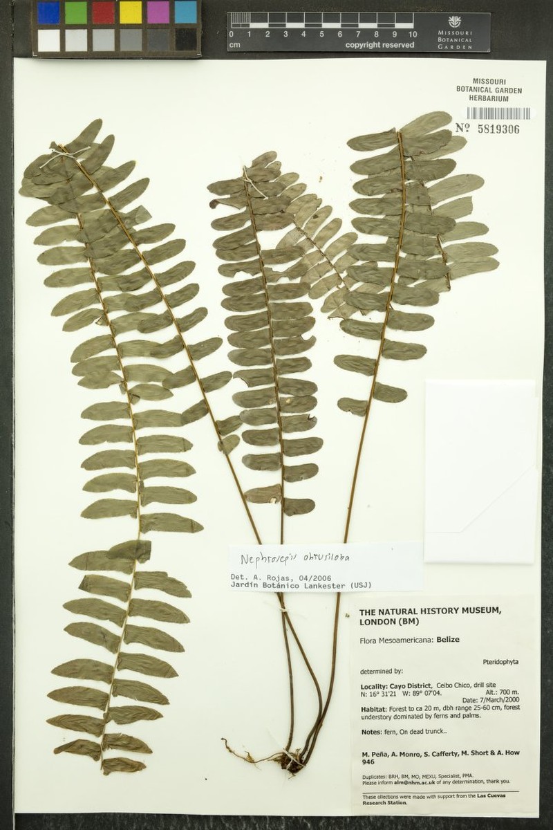 Nephrolepis obtusiloba photo 2