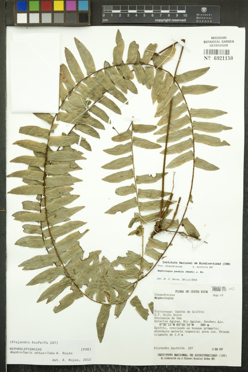 Nephrolepis obtusiloba photo 3