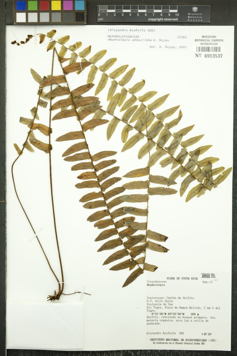 Nephrolepis obtusiloba photo 4