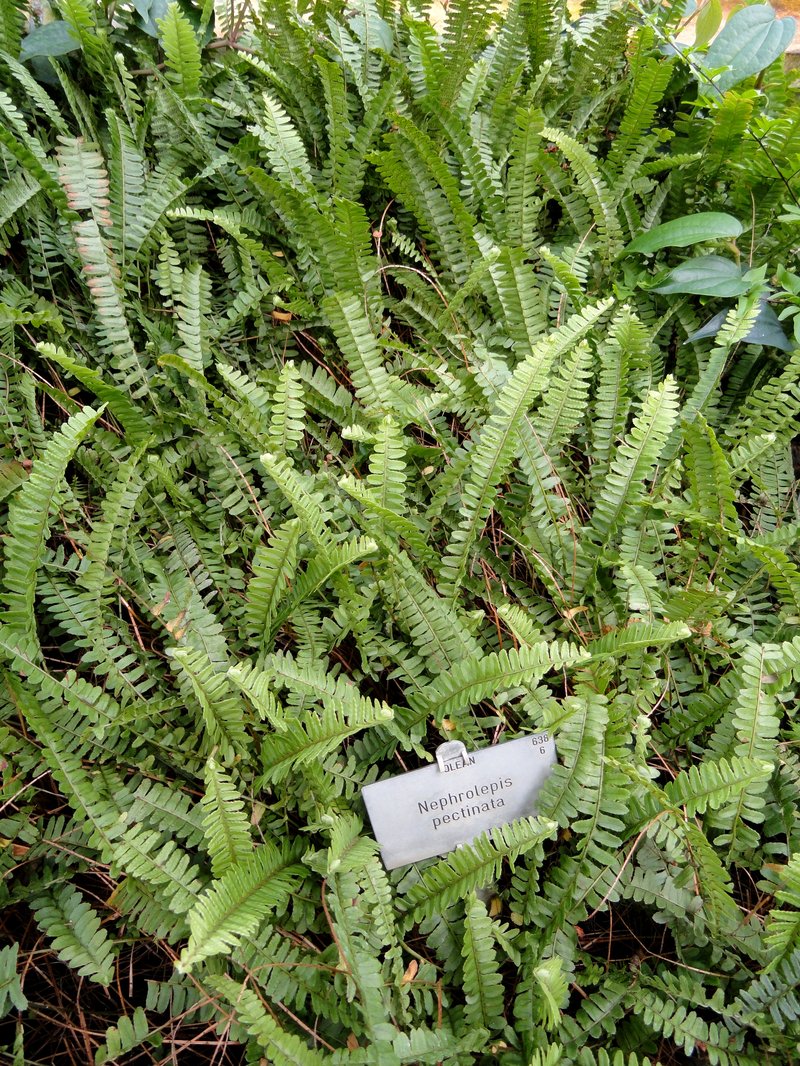 Nephrolepis pectinata