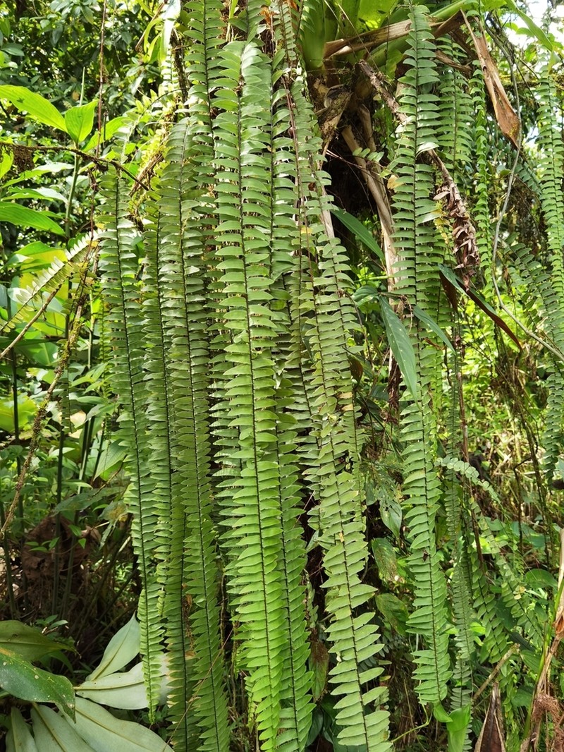 Nephrolepis pendula photo 2