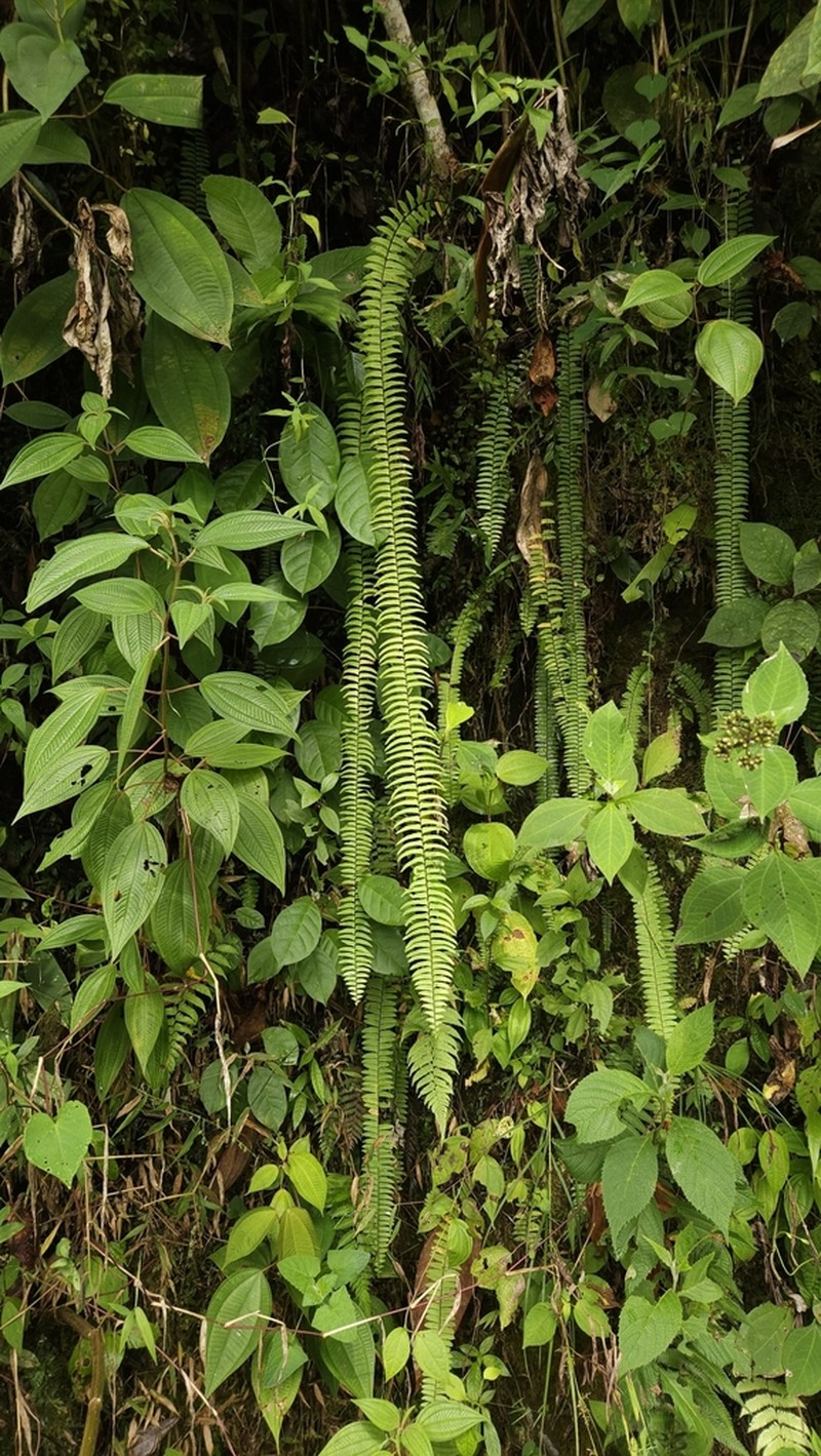 Nephrolepis pendula photo 3