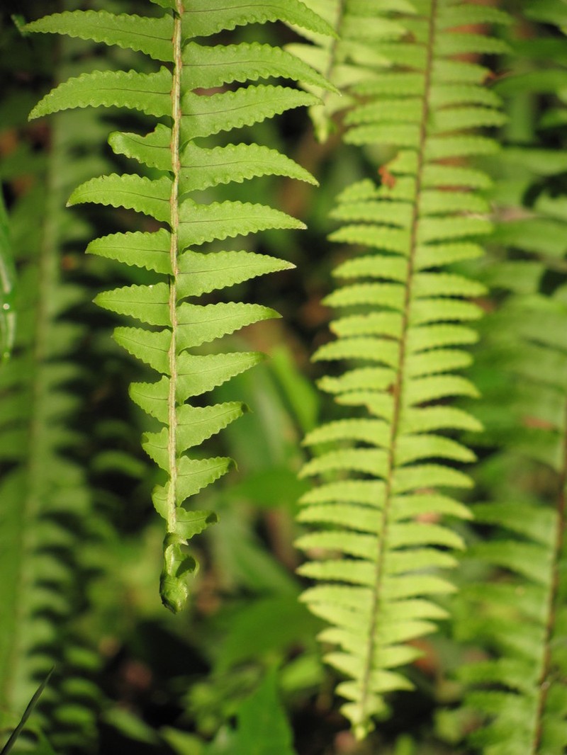 Nephrolepis pendula photo 4