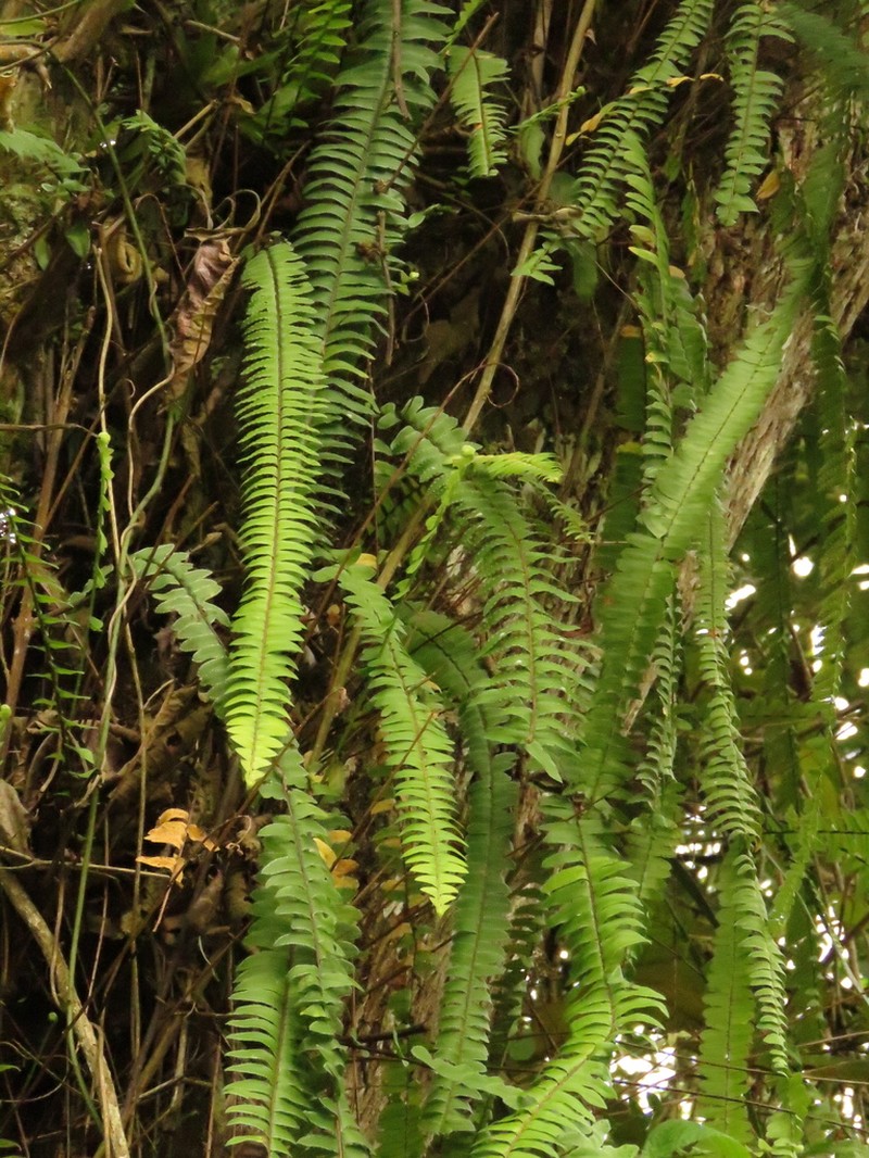 Nephrolepis pendula photo 5