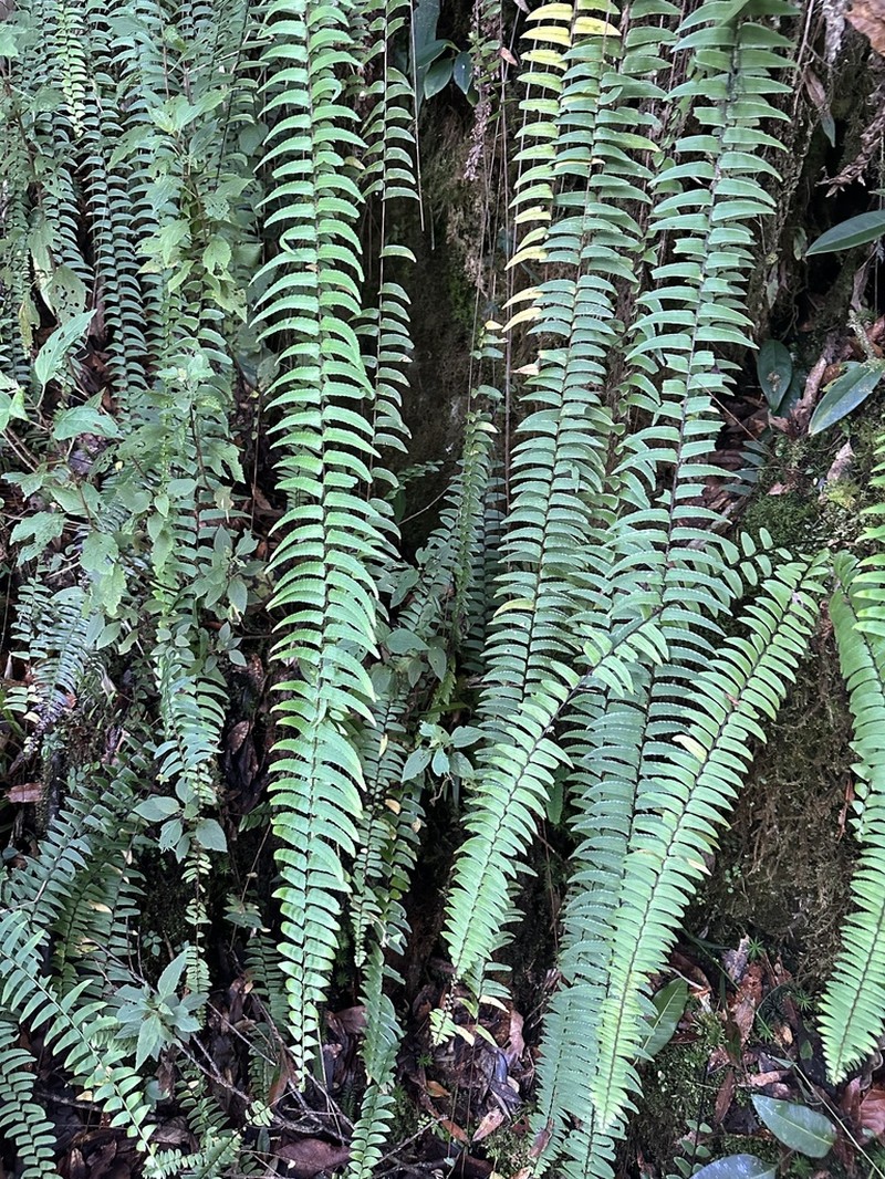 Nephrolepis pendula photo 6