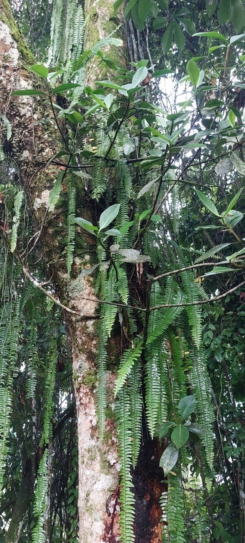 Nephrolepis pendula photo 7