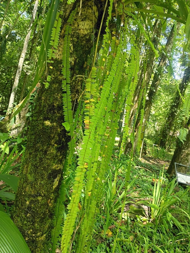 Nephrolepis pendula photo 8