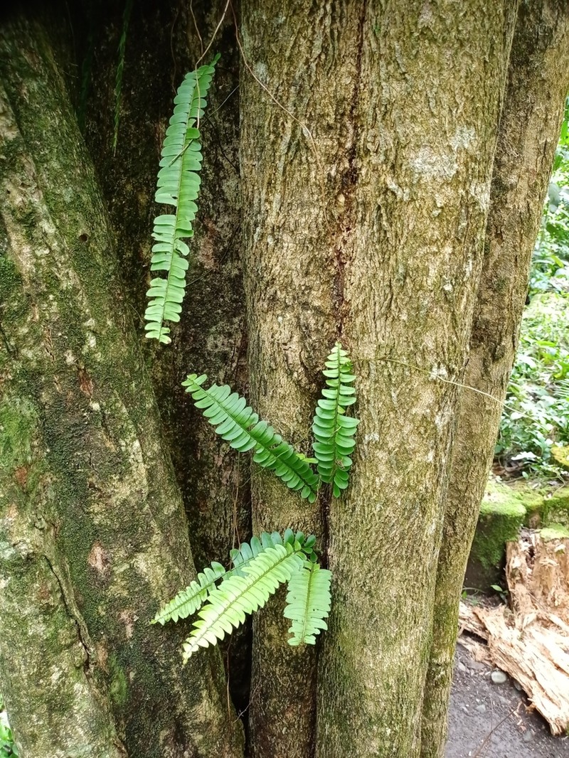 Nephrolepis radicans