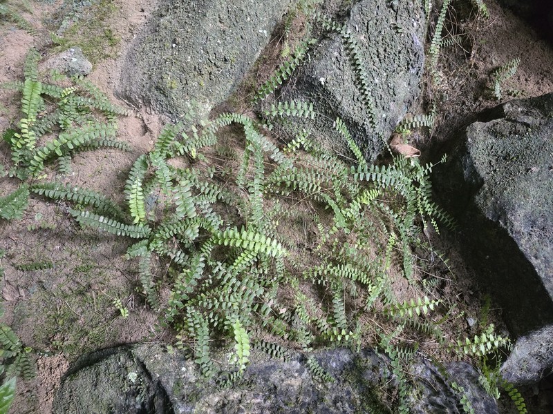Nephrolepis radicans photo 2