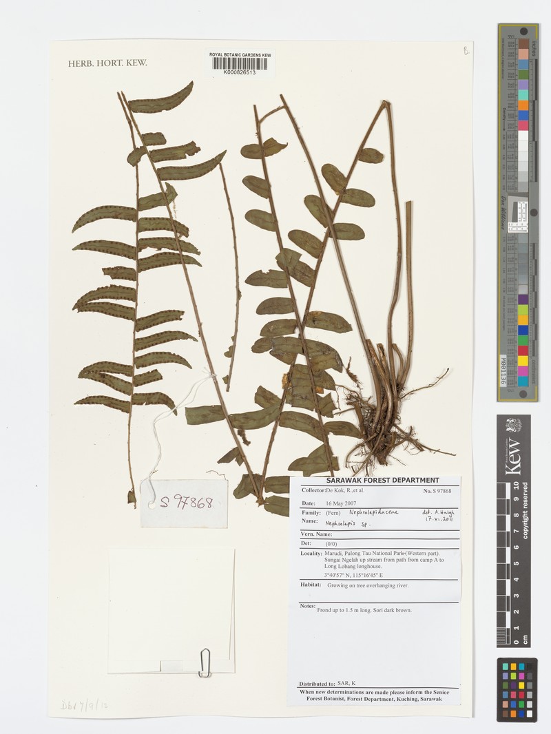 Nephrolepis radicans photo 3