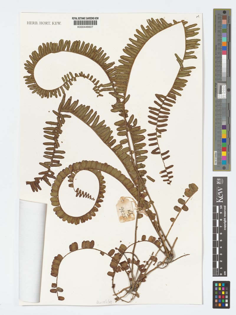 Nephrolepis radicans photo 5