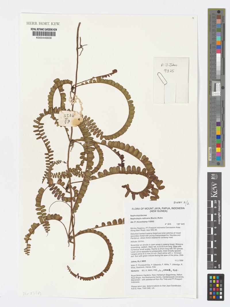 Nephrolepis radicans photo 6