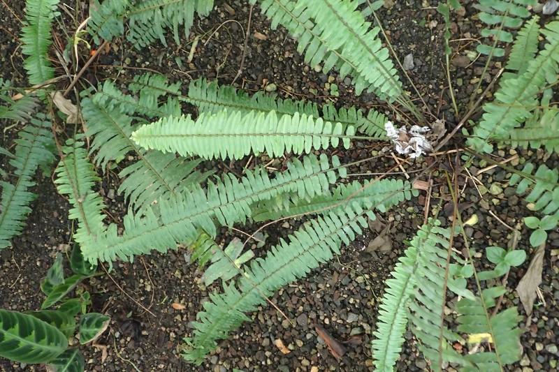 Streamside Swordfern