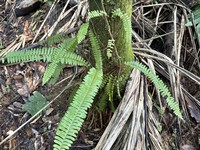 Streamside Swordfern