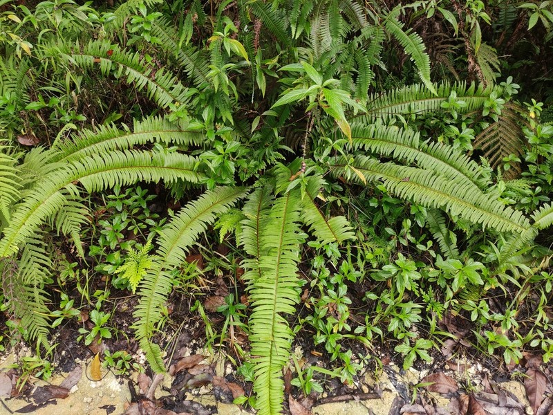 Streamside Swordfern photo 2