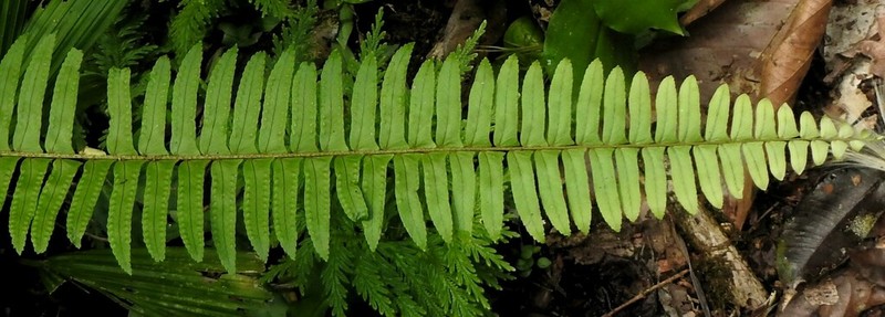 Streamside Swordfern photo 3