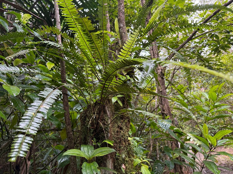Streamside Swordfern photo 4