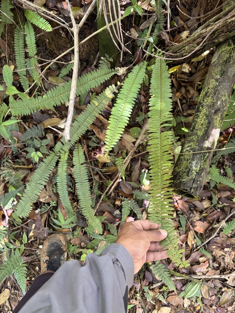 Streamside Swordfern photo 5