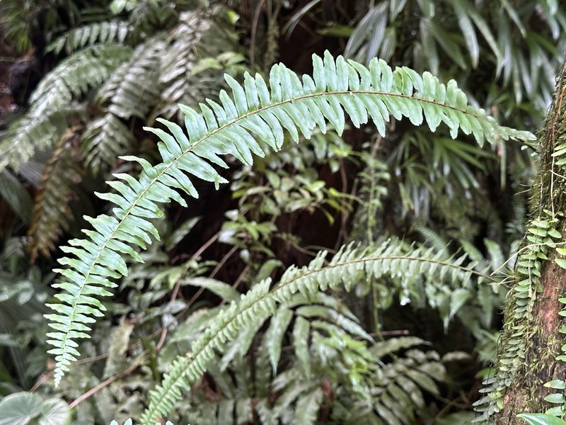 Streamside Swordfern photo 6