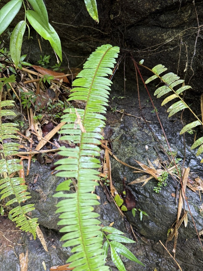 Streamside Swordfern photo 7
