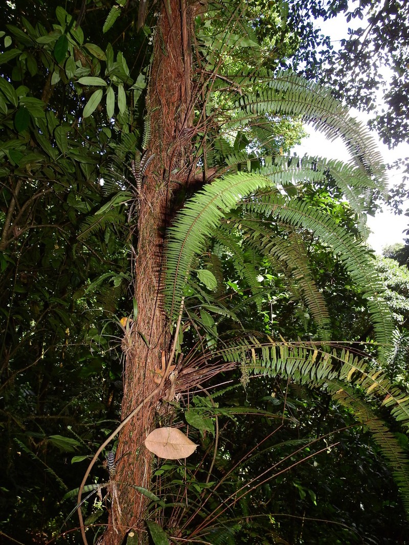 Streamside Swordfern photo 8