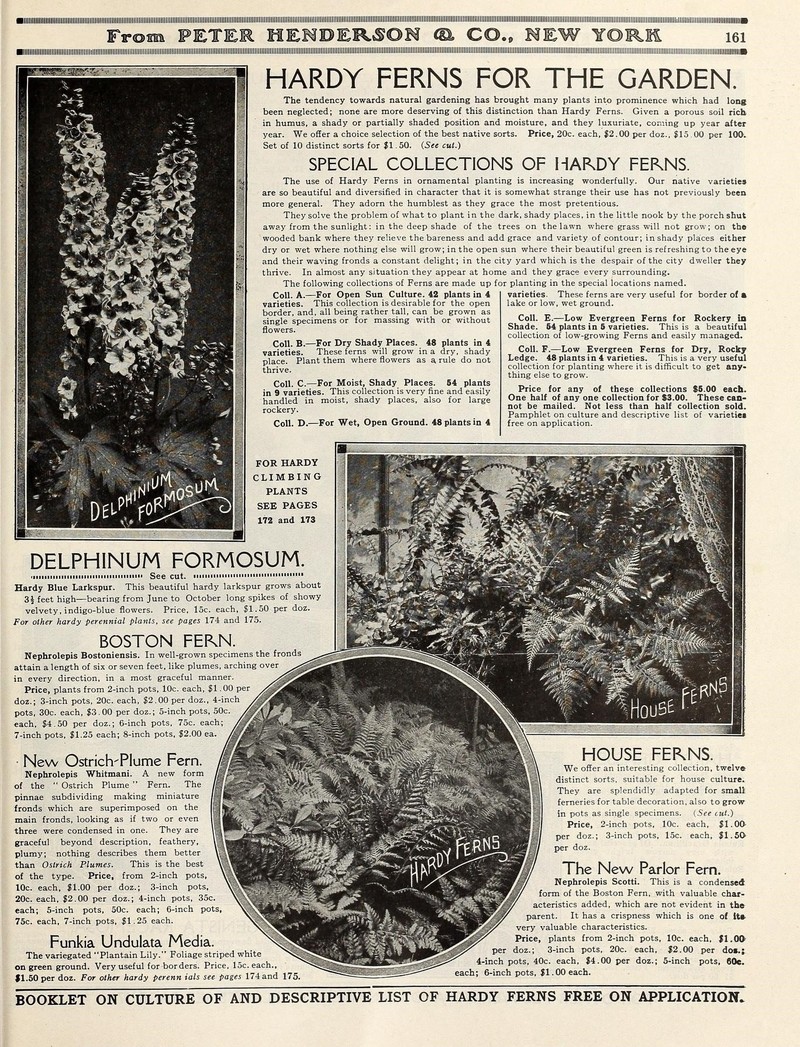 Annual Swordfern photo 2