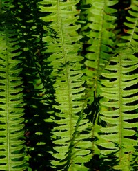 Annual Swordfern