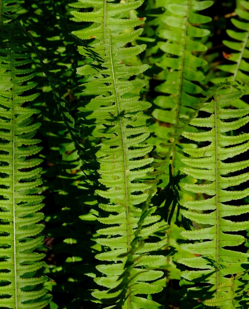 Annual Swordfern