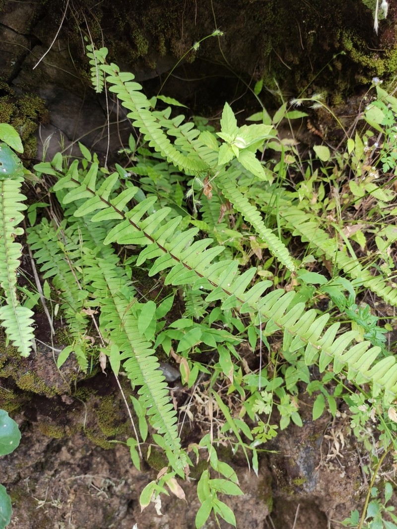 Annual Swordfern photo 2