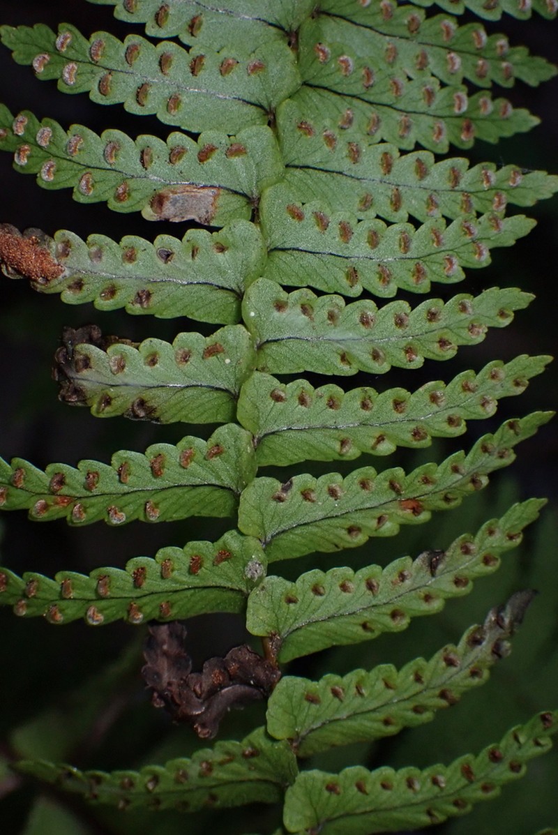 Annual Swordfern photo 3