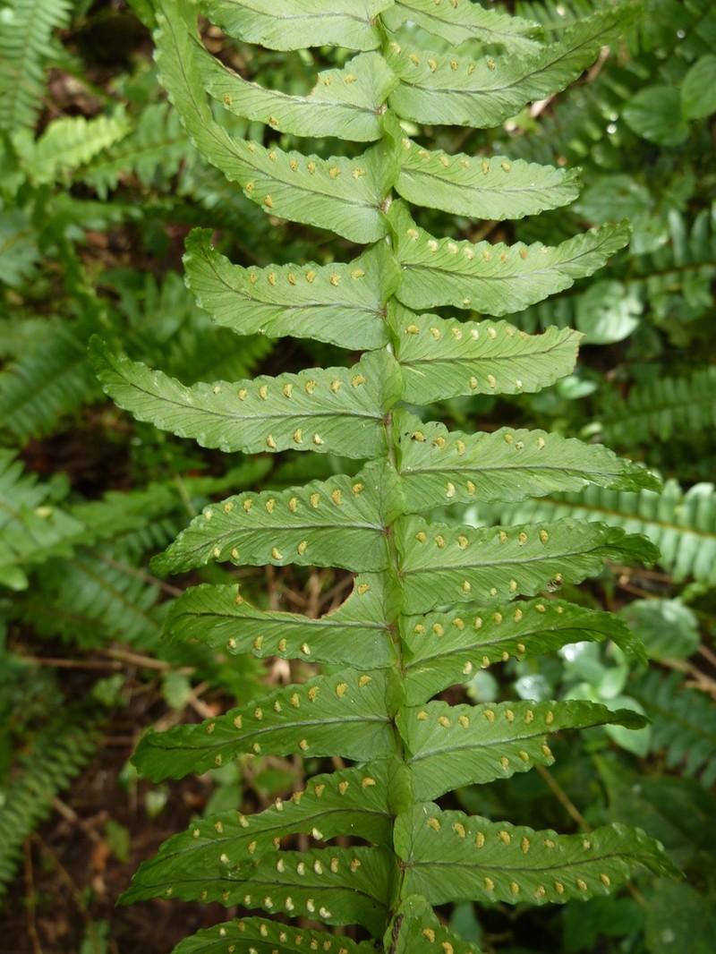 Annual Swordfern photo 4