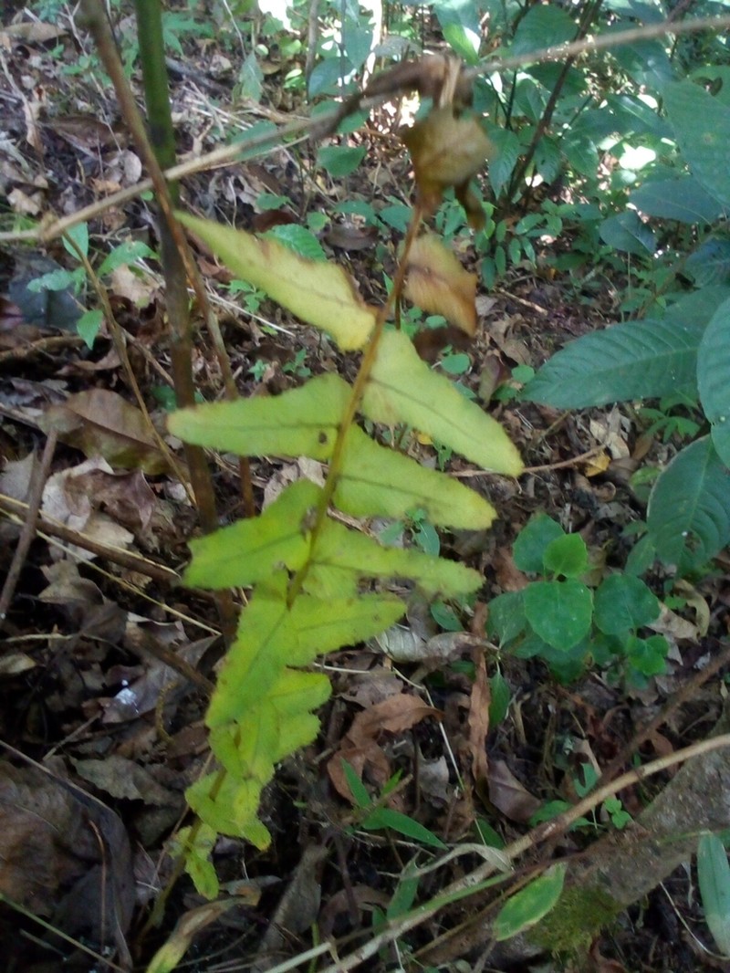 Annual Swordfern photo 6
